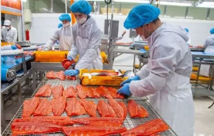 Вакансия Обработчик/укладчик рыбы  – Prestig-Personal