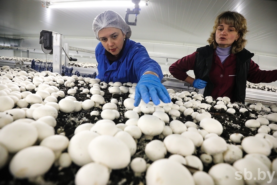 Вакансия Грибовод – Prestig-Personal